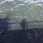 Susannes_Schatten_auf_dem_Foerdewasser