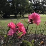 Rosen