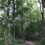 Waldspaziergang