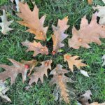 Natureart im Park
