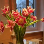 Die ersten Schreibtischtulpen des Jahres