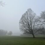 Schrevenpark im Nebel