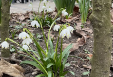 Frühlingsboten auf dem Weg zum …