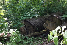 … vorbei an Holz …