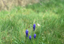 Im Garten: Perlhyazinthen …
