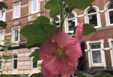 Stockrosen