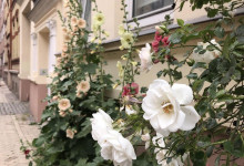Rosen