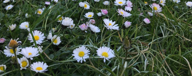 Gänseblümchen & Vanillesoße. Ein Personal-Essay.