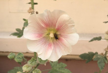 Stockrosenblüte mit Besuch