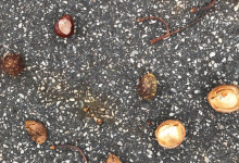 Noch mehr Herbstindizien.