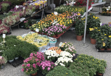 Herbstindizien