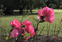 Rosen