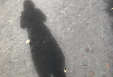 Autorinschatten