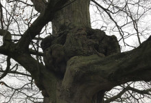 Baumknoten
