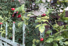 Herbstanfang