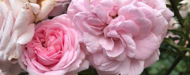 Yoga vorm Schreiben flauscht mich rosa oder Schreibtag 3