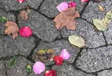 Herbstschönheit