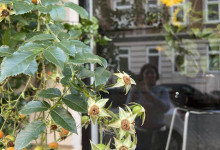Spätsommer-Schönheiten