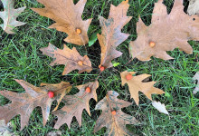 Natureart im Park