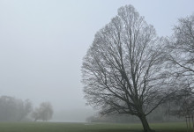 Schrevenpark im Nebel