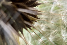 Pusteblume im Hinterhof: 1. Schritte zum nächsten Instagram-Reel.