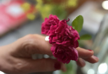 Am Schreibtisch: Blumen aus meinem Garten