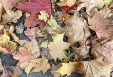 Schrevenparkrunde 2