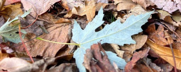 Einer dieser Tage im Herbst